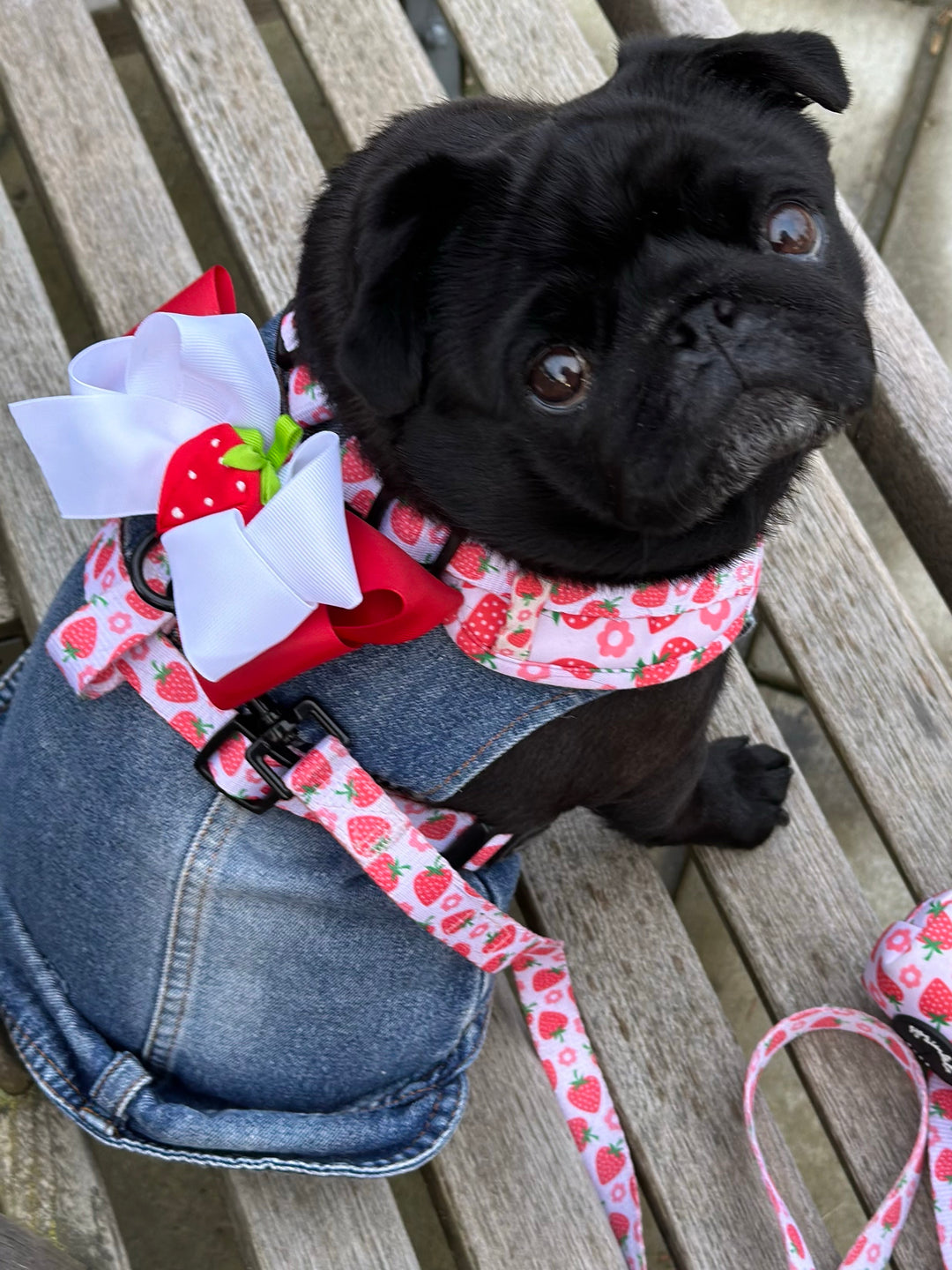 Stylish Savings: The Smart Way to Dress Your Dog with Harness and Bow Accessory Sets