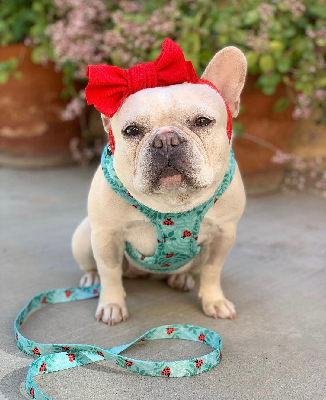 @PrettyGigi_Official in Sprinkle Pups Ladybug Love Matching Adjustable Harness and Leash Set, size Medium