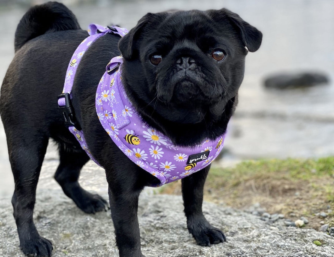 Harness Care 101: Keep Your Sprinkle Pups Harness and Leash Looking Fresh (And Yes—They’re Easy to Care For!)