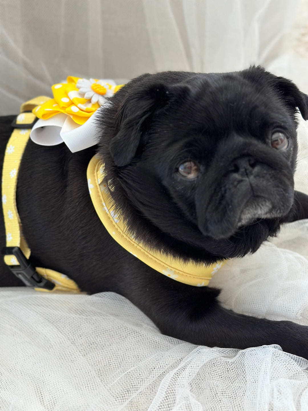 Introducing Sprinkle Pup's New Daisy Chiffon Pie Matching Harness, Leash and Accessories Collection