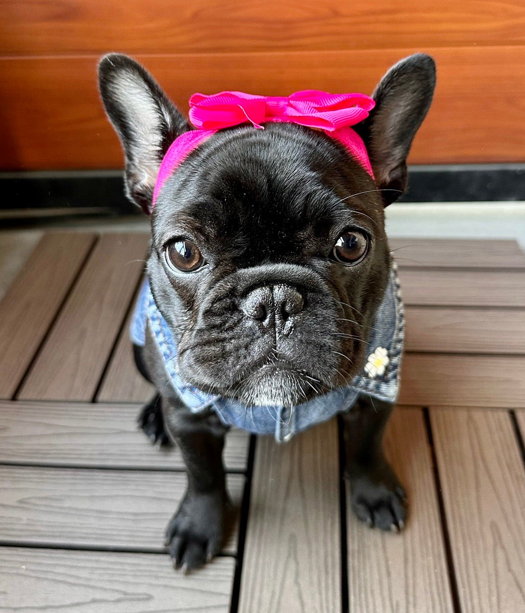 How to Put a Bow on a Short-Haired Dog