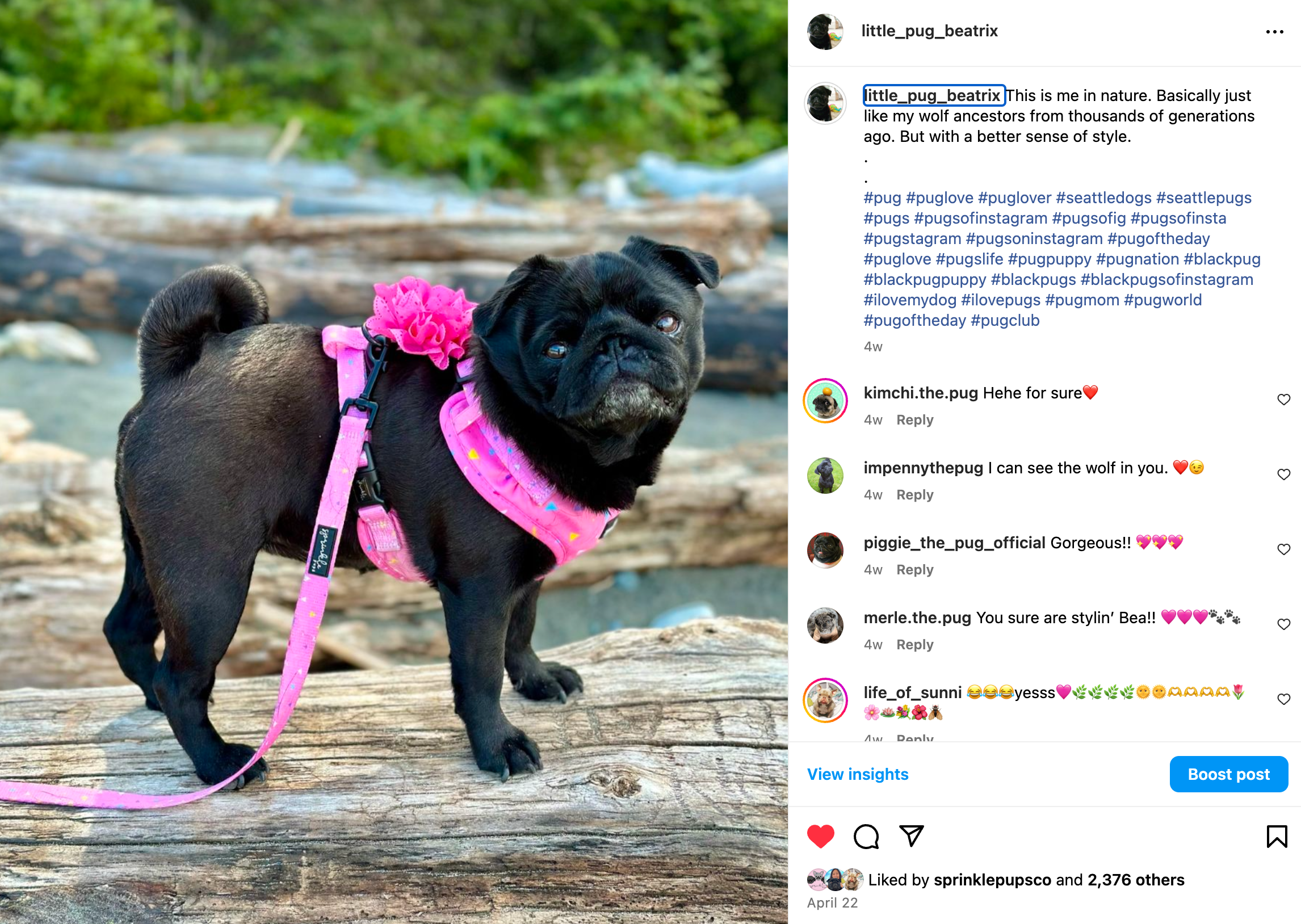 How to Start a Social Media Account for Your Dog and What to Expect ...