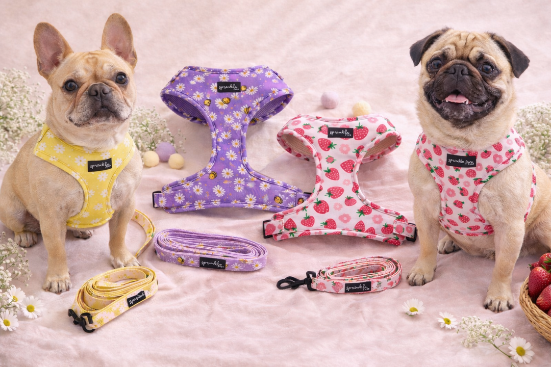 Spring Dog Fashion: Cute Harnesses with Strawberries, Daisies, Bumble Bees and More!