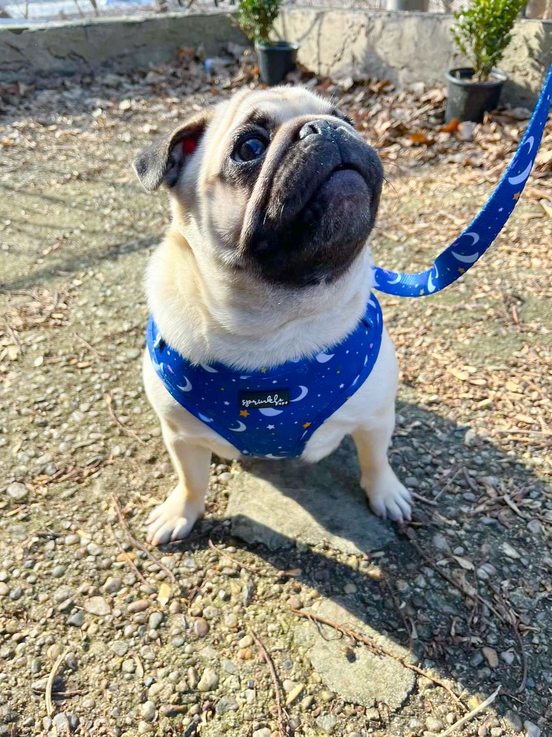 Adjustable Dog Harness - Magical Moon