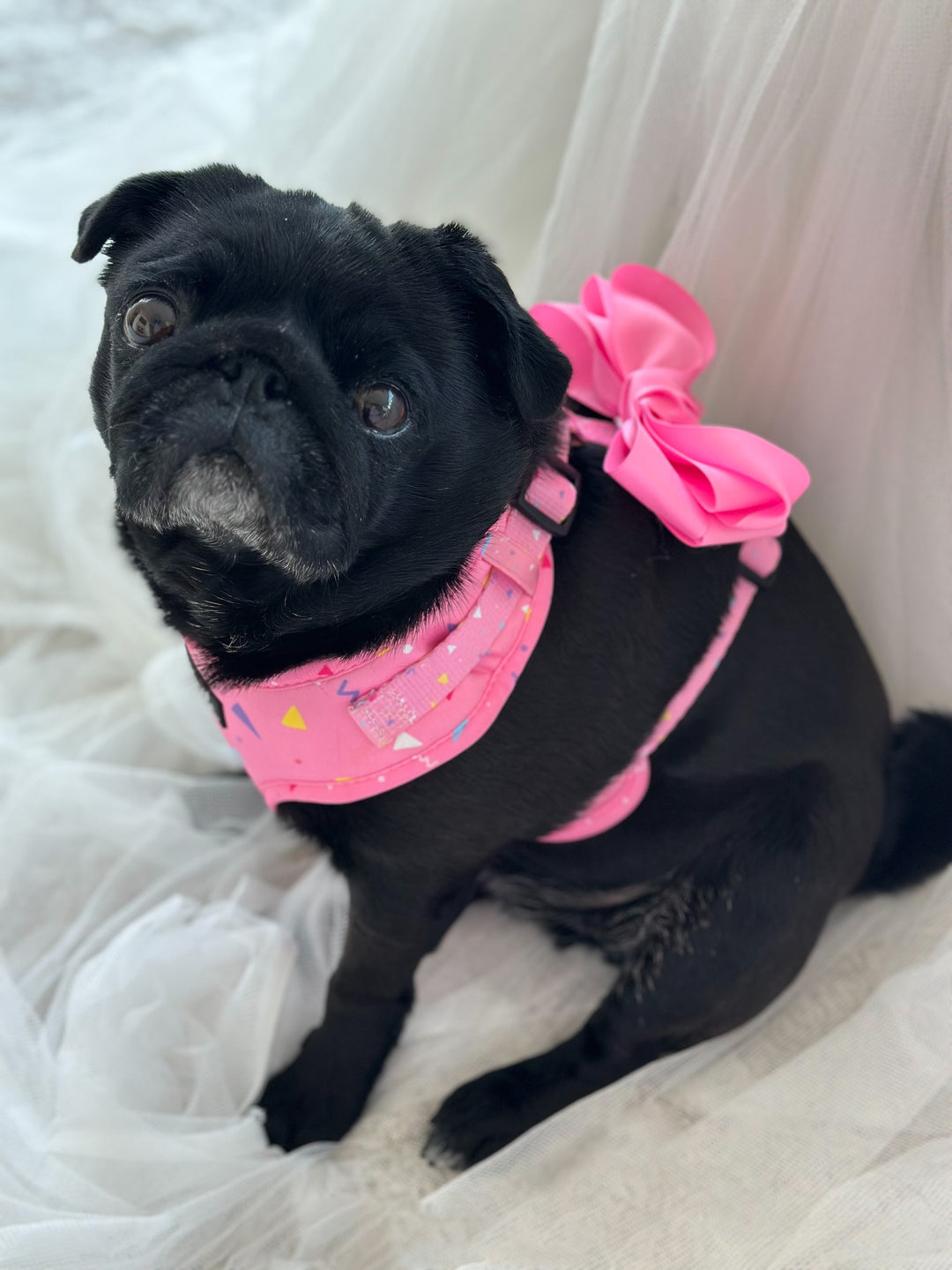 Bundle - Party Paws Matching Harness, Leash and Harness Bow Charm