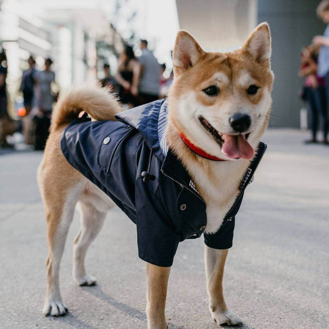 Bold and Blue Raincoat for Dogs