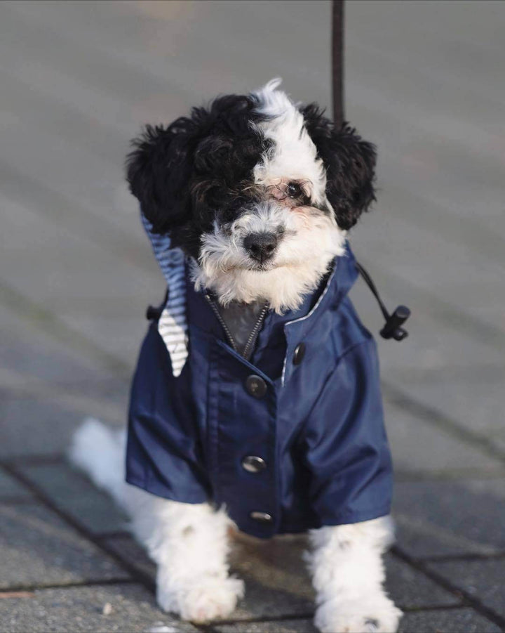 Bold and Blue Raincoat for Dogs