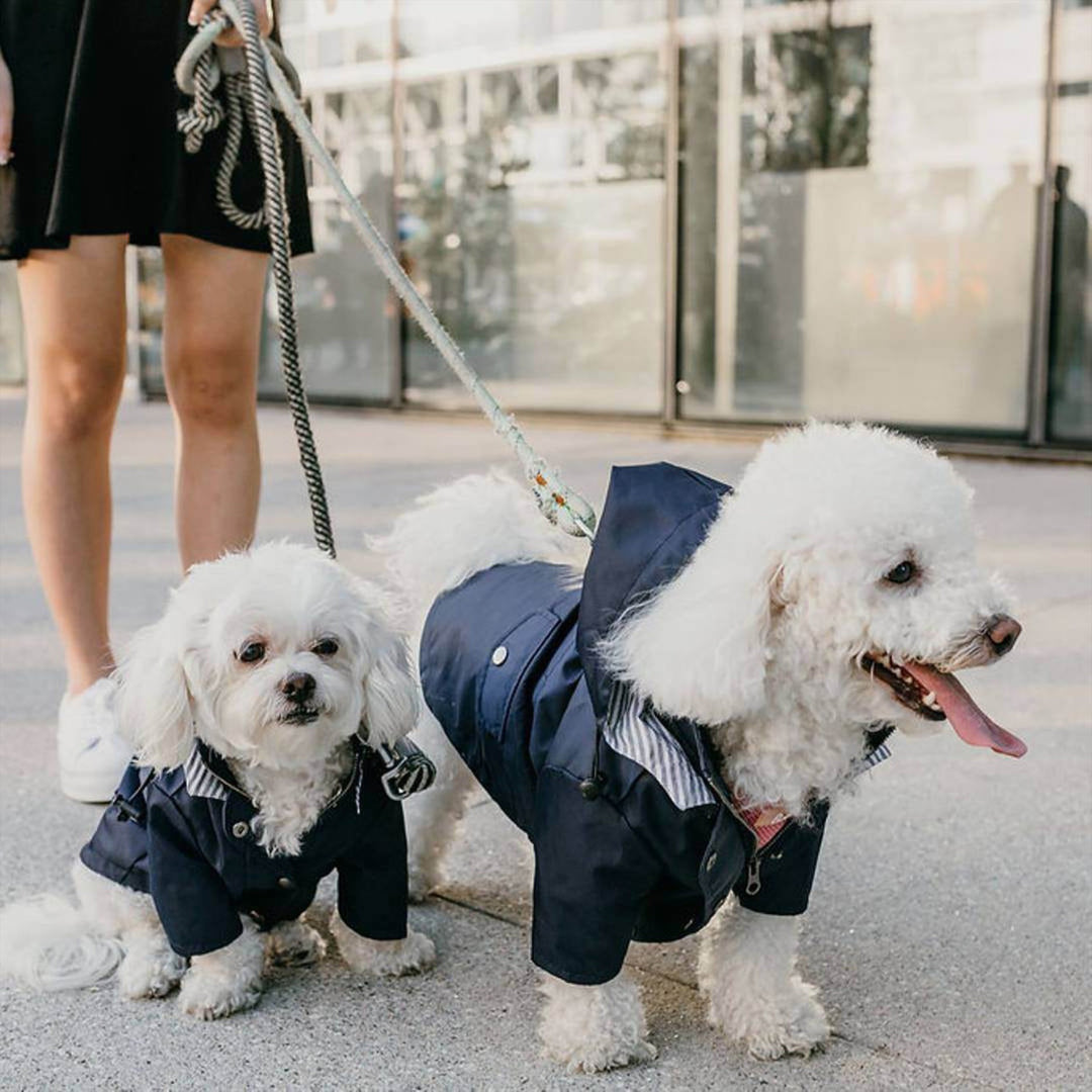 Bold and Blue Raincoat for Dogs