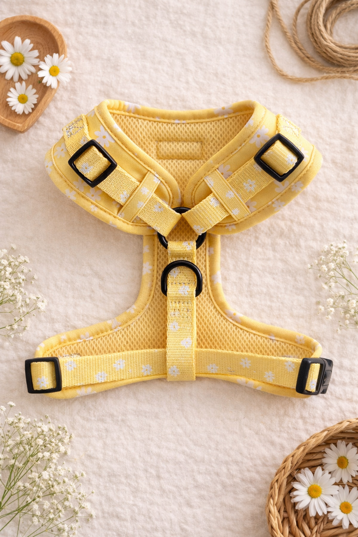 Bundle - Daisy Chiffon Pie Matching Harness, Leash and Harness Bow Charm