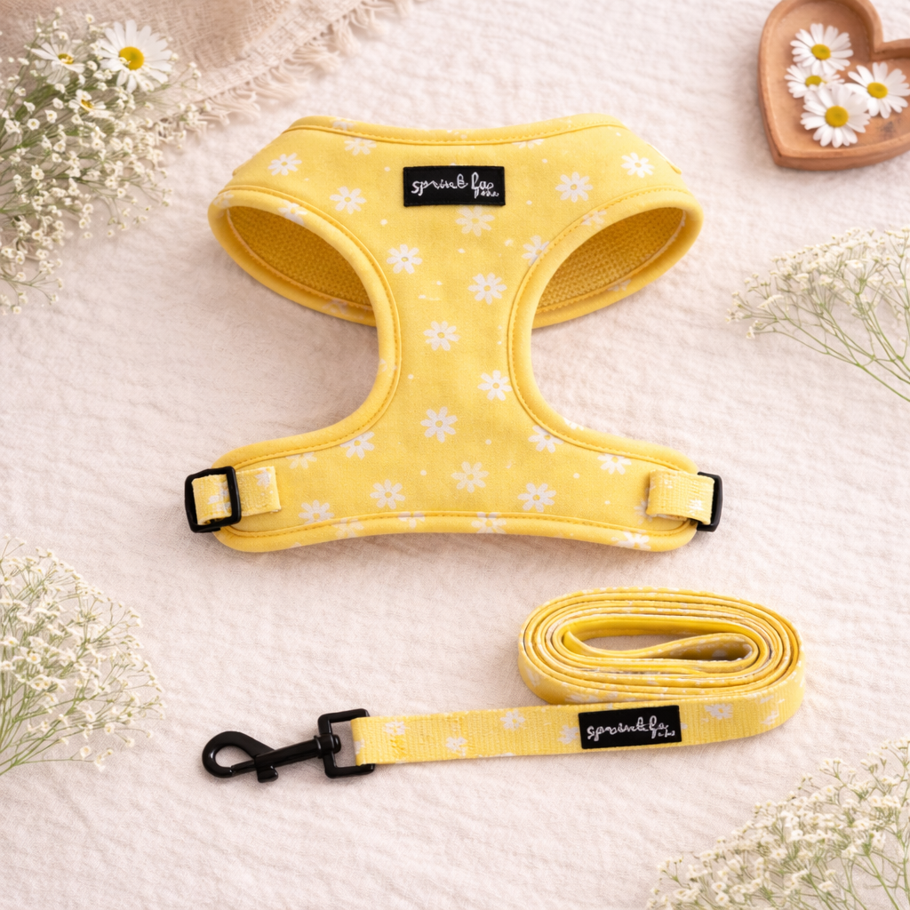 Bundle - Daisy Chiffon Pie Matching Harness and Leash Set