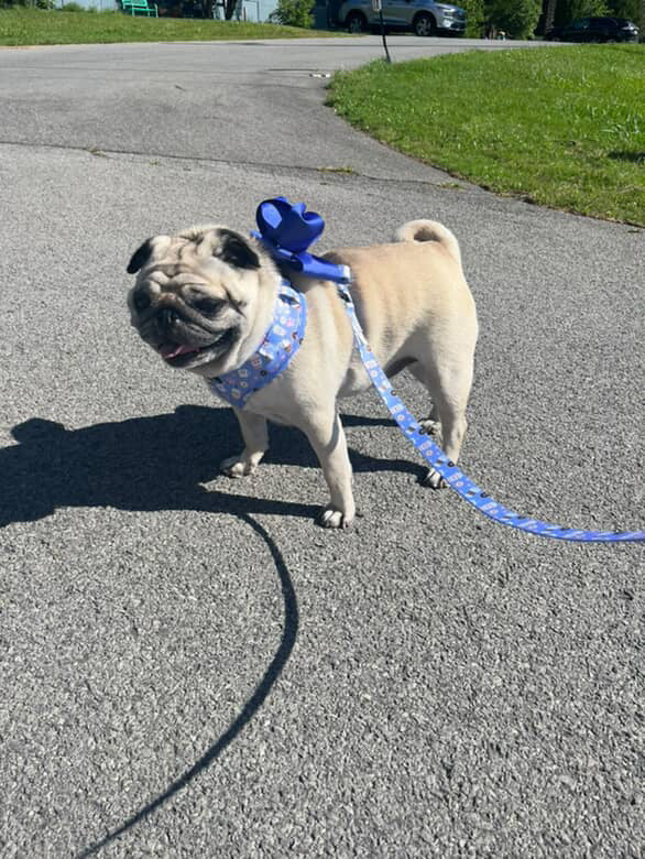 Bundle - I Love You a Latte Matching Harness, Leash and Harness Charm Bow