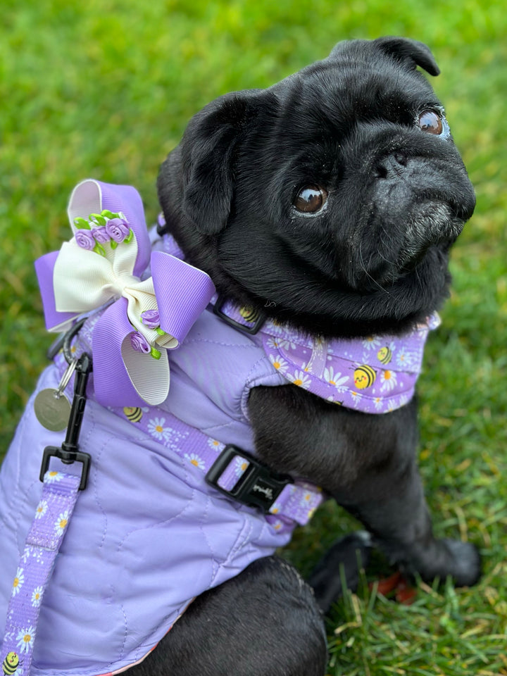 Bundle - Bee My Honey Matching Harness, Leash and Harness Bow Charm