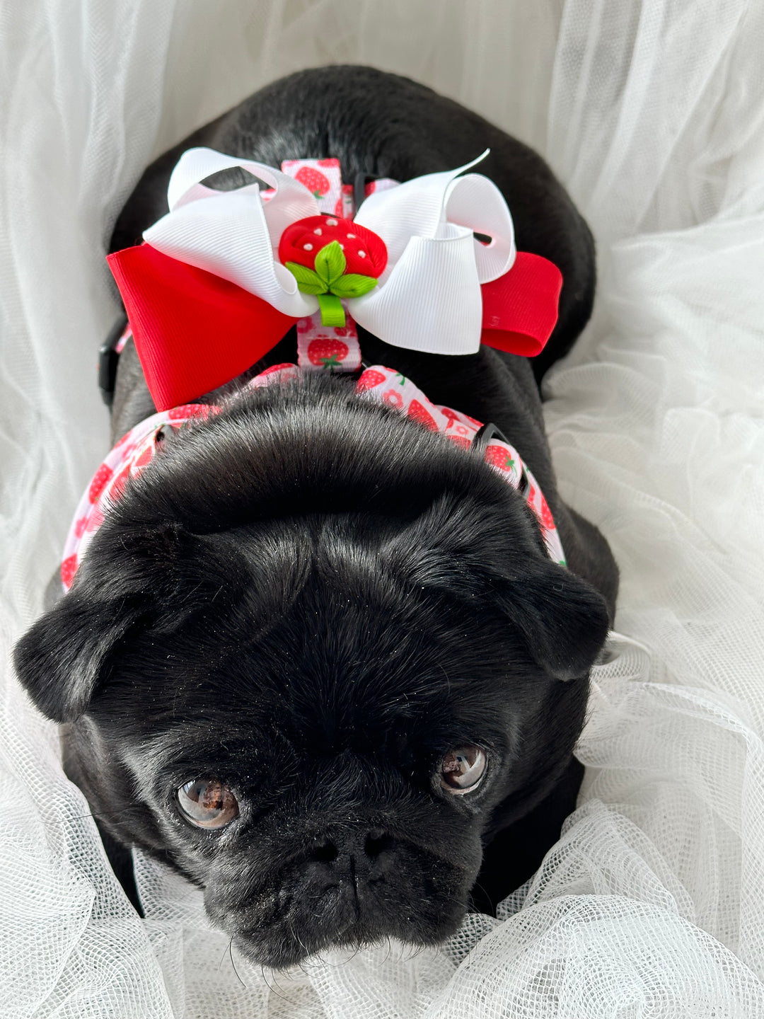 Bundle - Strawberry Shortcake Matching Harness and Leash Set