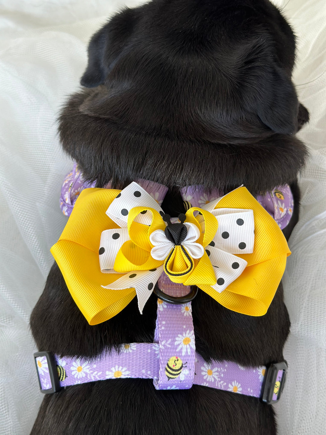 Bundle - Bee My Honey Matching Harness, Leash and Harness Bow Charm