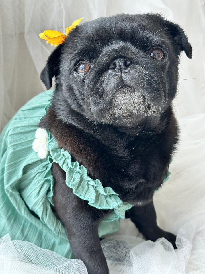 Dreamy Green Daisy Dress for Small to Medium Dogs