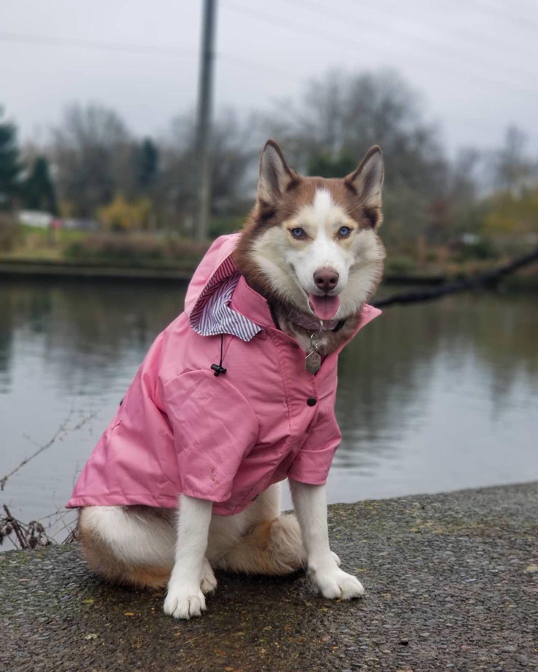 Pretty and Pink Raincoat for Dogs