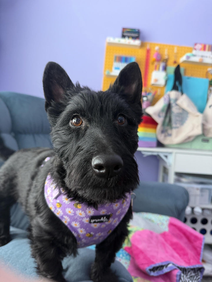 Adjustable Dog Harness - Bee My Honey