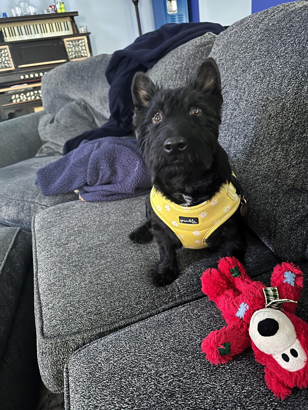 Adjustable Dog Harness - Daisy Chiffon Pie