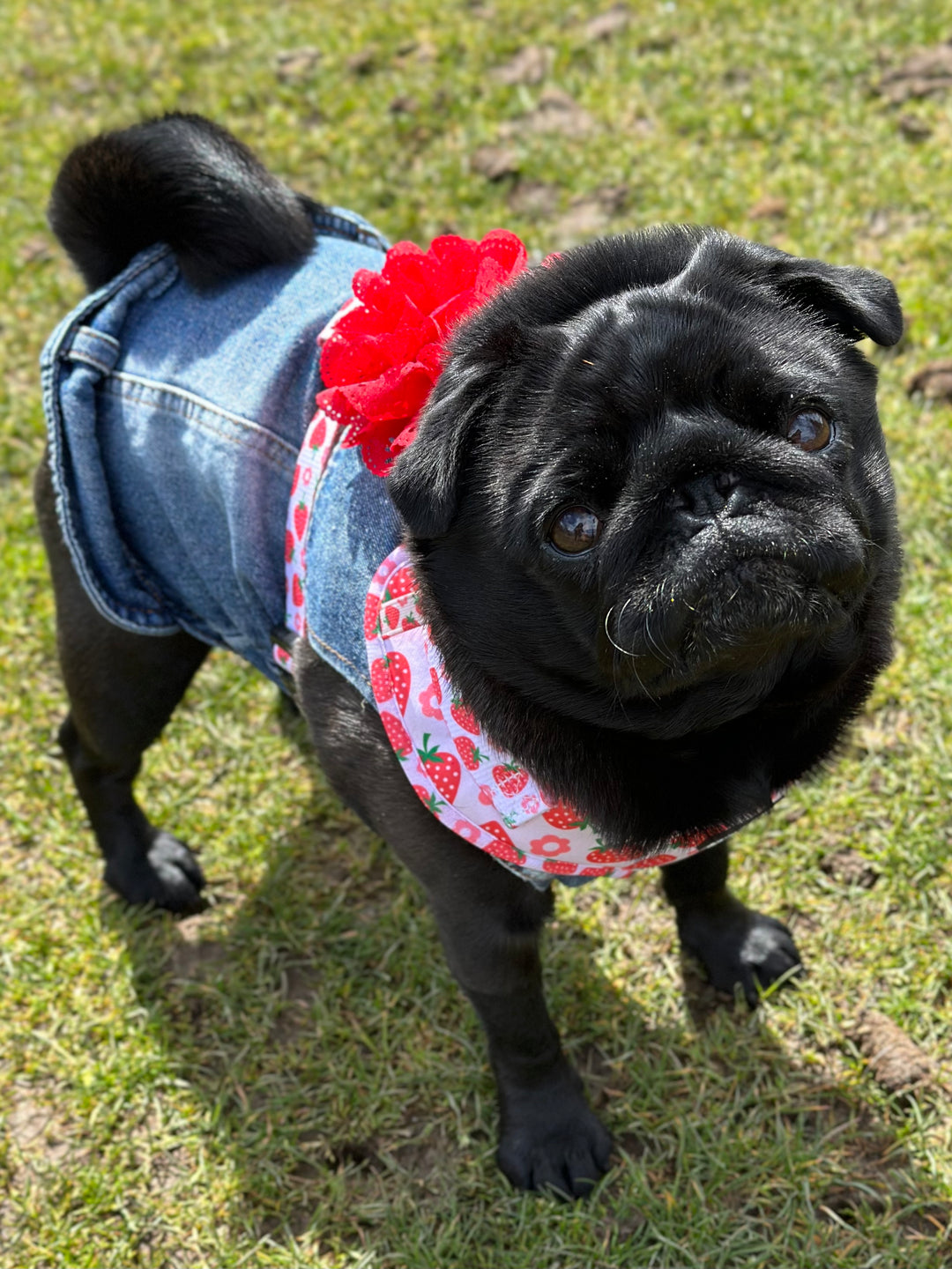 Adjustable Dog Harness - Strawberry Shortcake