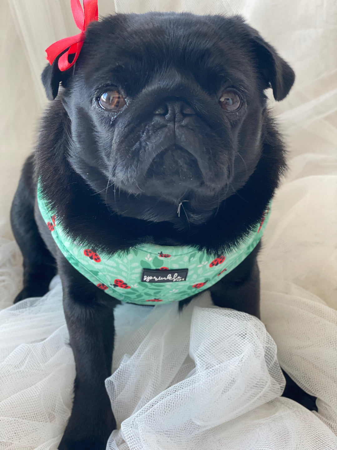 Pug love harness shop