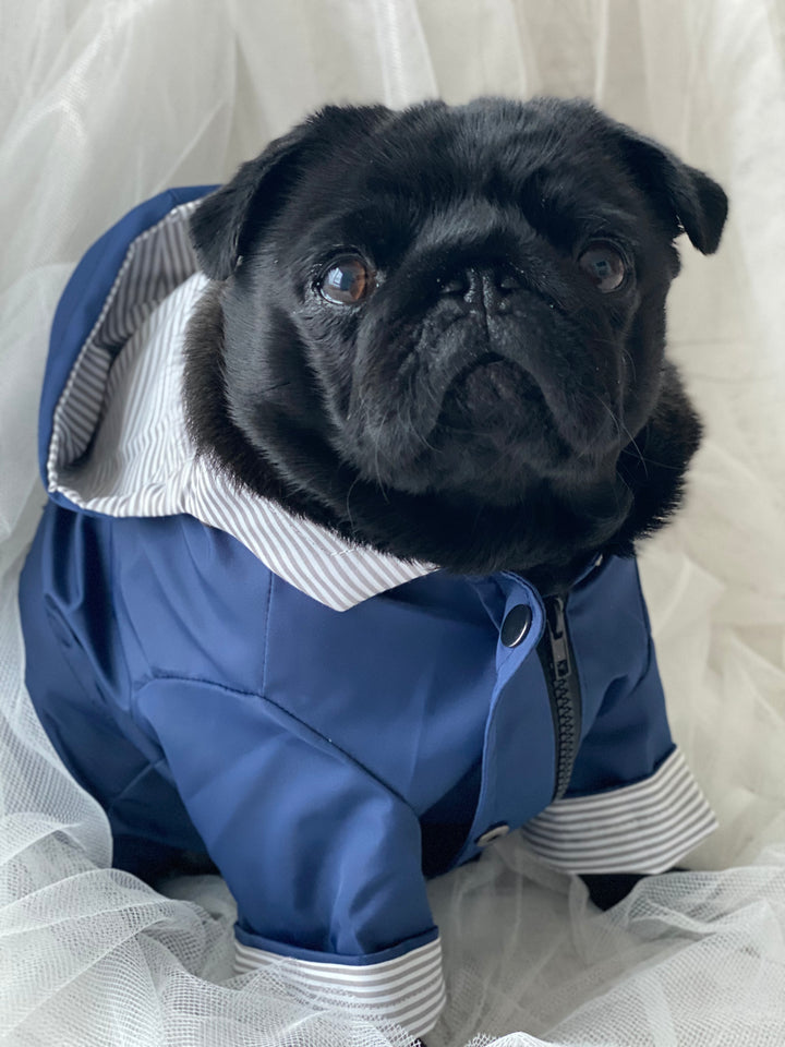 Bold and Blue Raincoat for Dogs