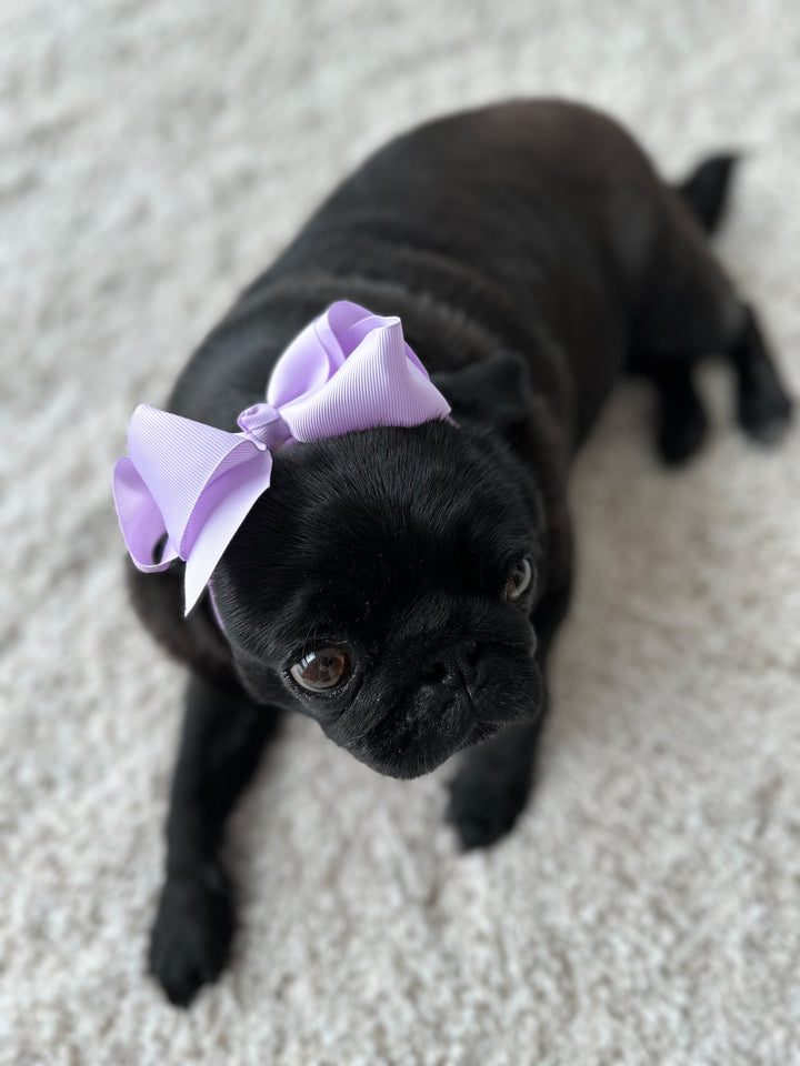 Bold and Beautiful Hairbow Headbands for Dogs