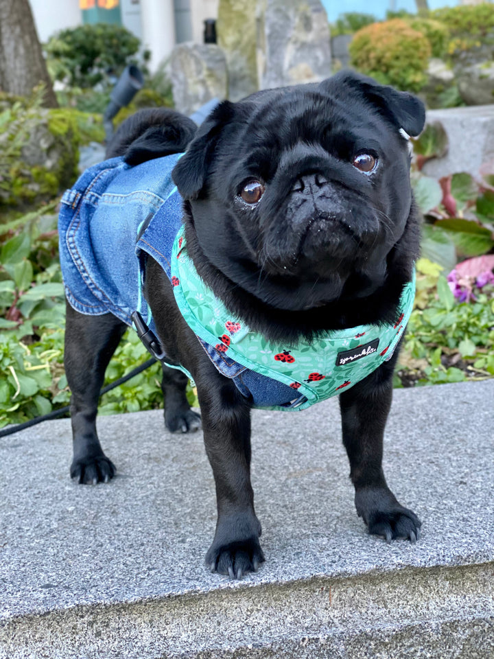 Cute & Stylish Denim Vest for Small to Medium Dogs