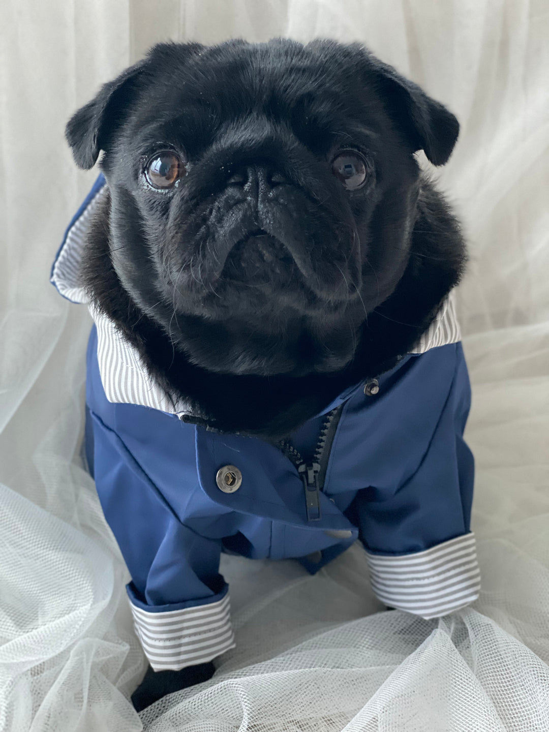 Bold and Blue Raincoat for Dogs