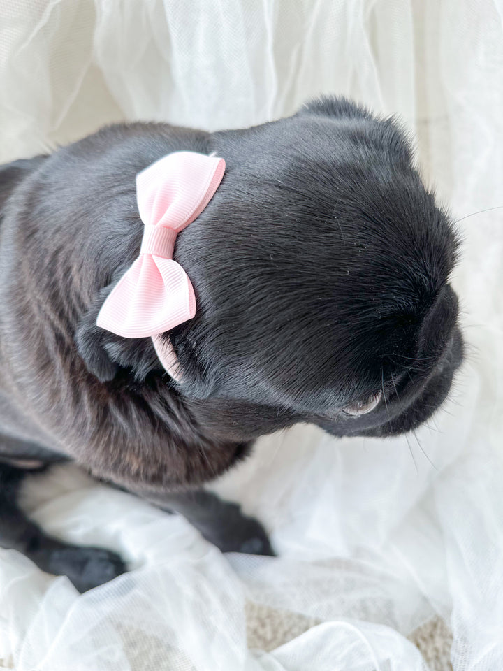 Simply Cute Hairbow Headbands for Dogs