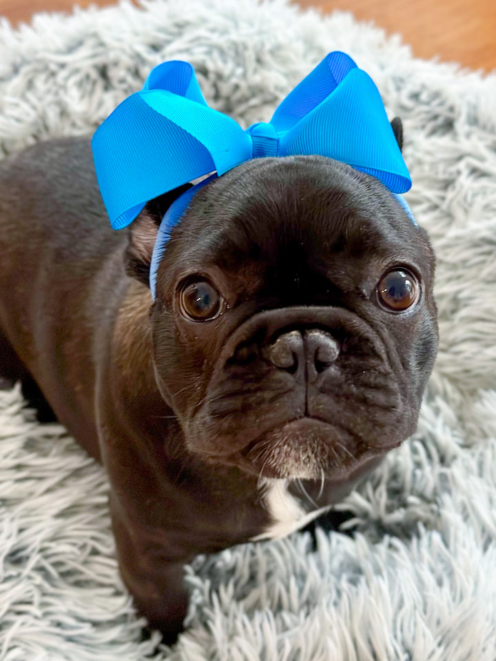 Bold and Beautiful Hairbow Headbands for Dogs