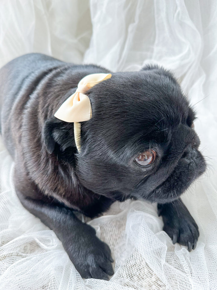 Simply Cute Hairbow Headbands for Dogs