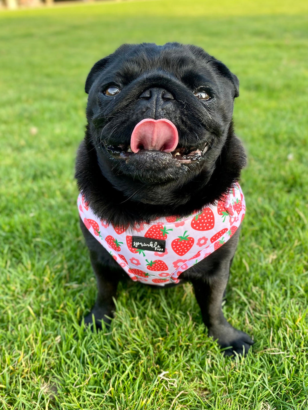 Bundle - Strawberry Shortcake Matching Harness, Leash and Harness Charm Bow