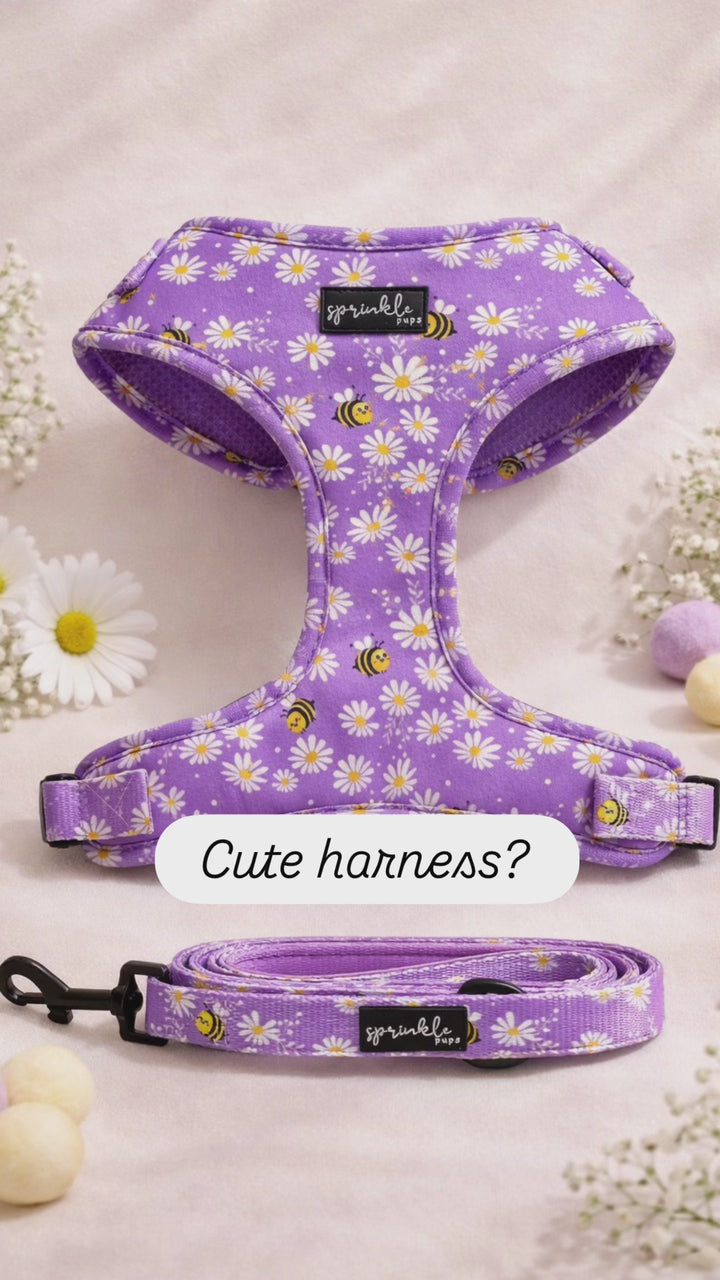 Bundle - Bee My Honey Matching Harness and Leash Set