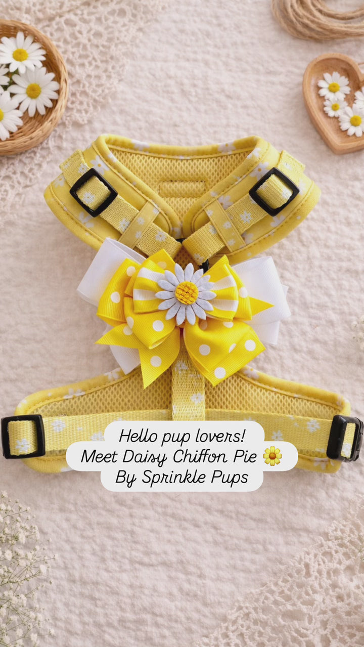 Bundle - Daisy Chiffon Pie Matching Harness and Leash Set