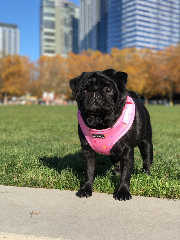 Funfetti Dog Harness - Tipsy Outdoor